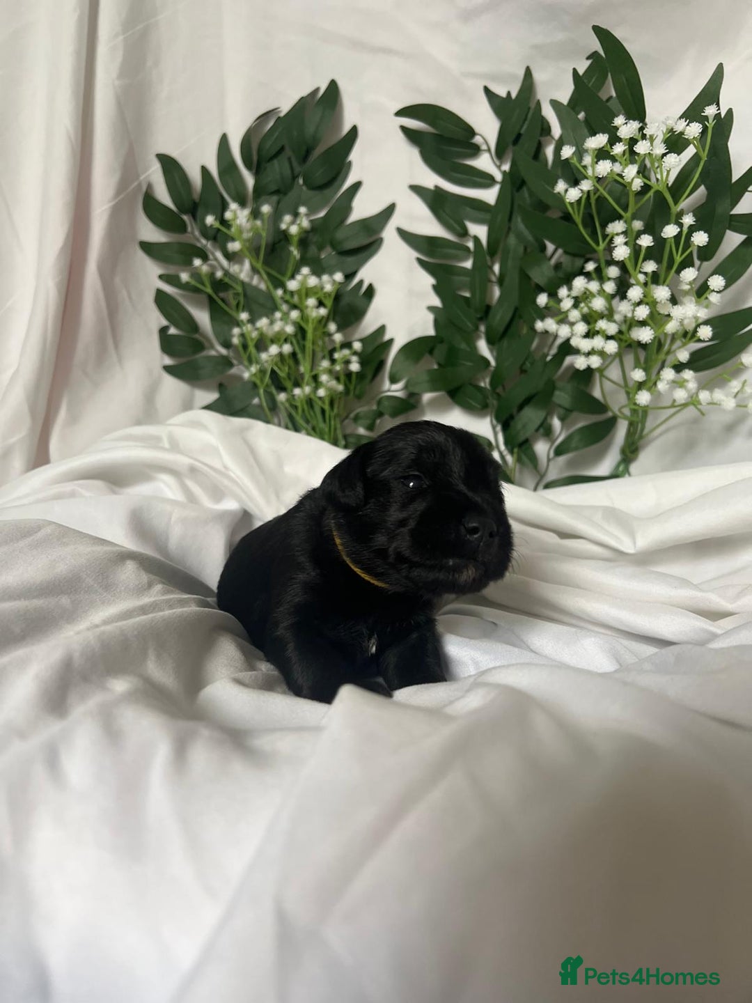 Miniature Schnauzer dogs for sale: Miniature Schnauzer Puppies - Image 14