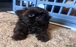 Shih Tzu dogs for sale: Stunning KC chocolate imperial Shihtzu puppies - Image 15