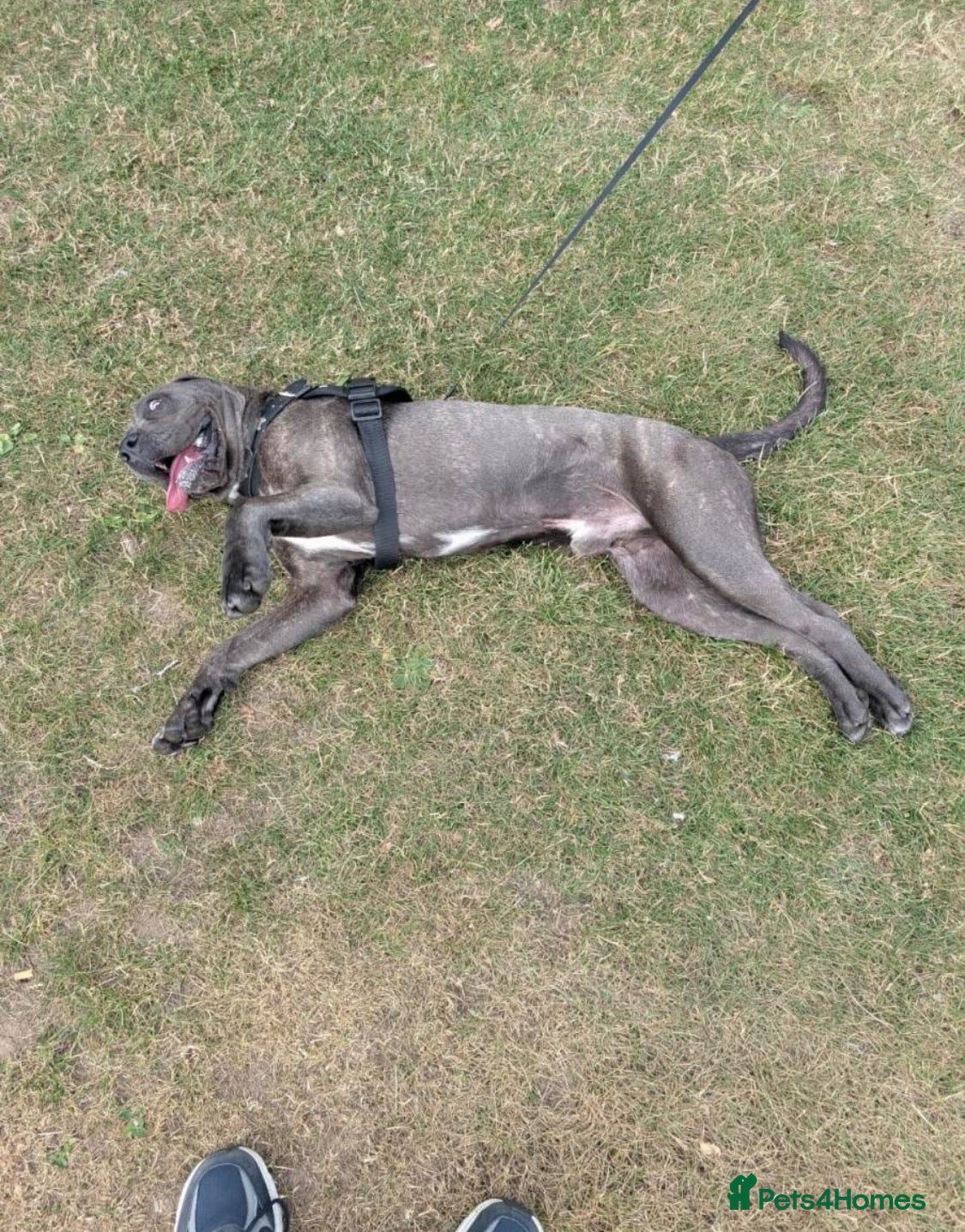 Cane Corso dogs Zeus  - Advert 1