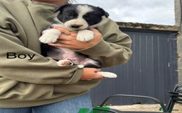 Border Collie dogs for sale: Border collie pups - Image 24