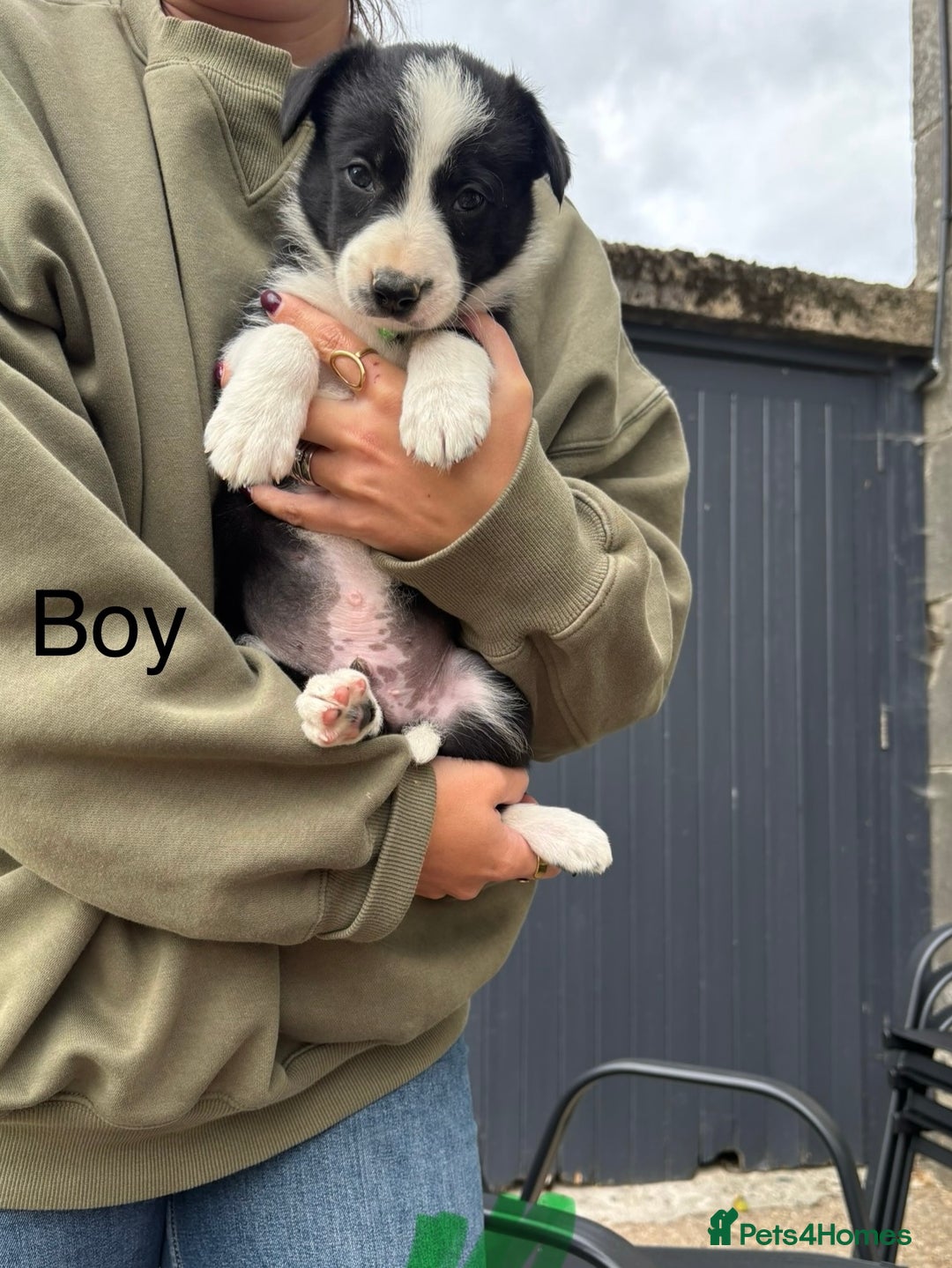 Border Collie dogs for sale: Border collie pups - Image 24