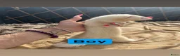 Ferret rodents for sale: part angora ferret  kits  - Advert 8