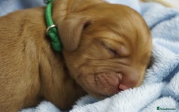 Mixed Breed dogs for sale: Golden Cocker Spaniel  - Image 4