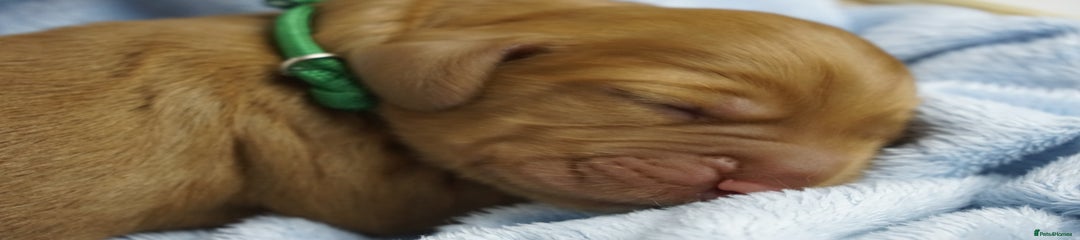 Golden Cocker Spaniel Puppy 1