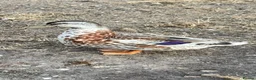 Ducks poultry for sale: Silver Appleyard Drake duck  - Advert 2
