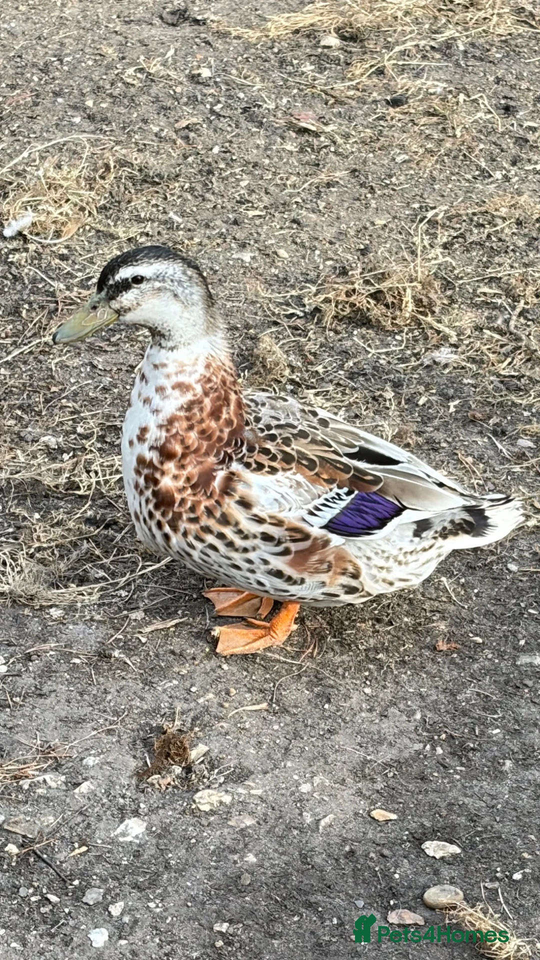Ducks poultry for sale: Silver Appleyard Drake duck  - Advert 2