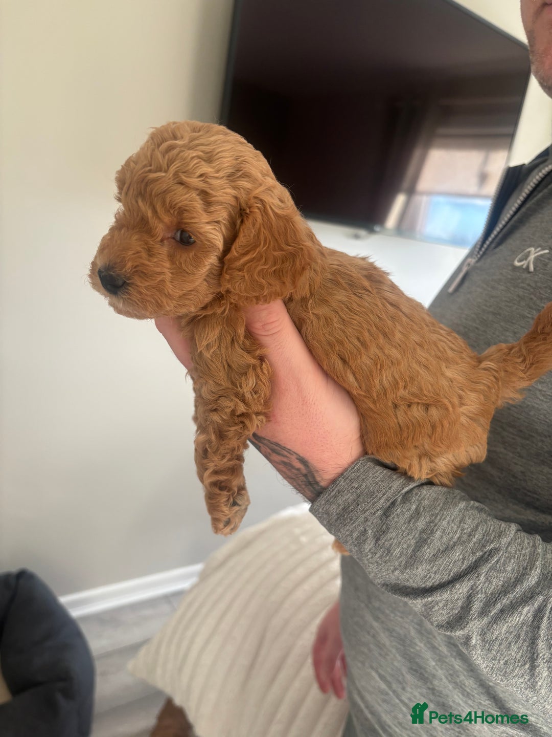 Toy Poodle dogs for sale: Toy poodle puppies *Ready for  ** * - Advert 36