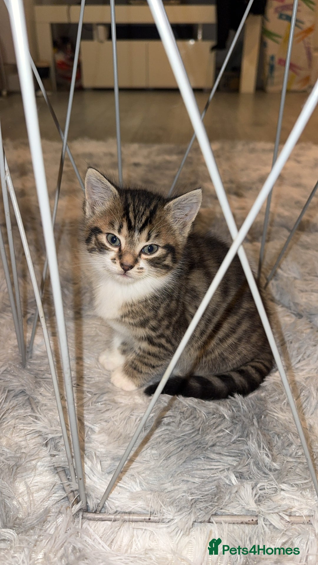 Mixed Breed cats for sale: Adorable male kittens - Advert 2