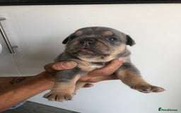 Olde English Bulldogge dogs for sale: Olde English Bulldogg - Image 4