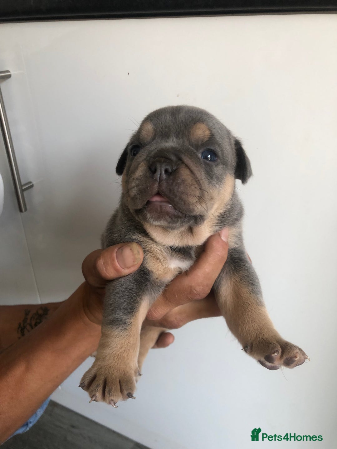 Olde English Bulldogge dogs for sale: Olde English Bulldogg - Image 4
