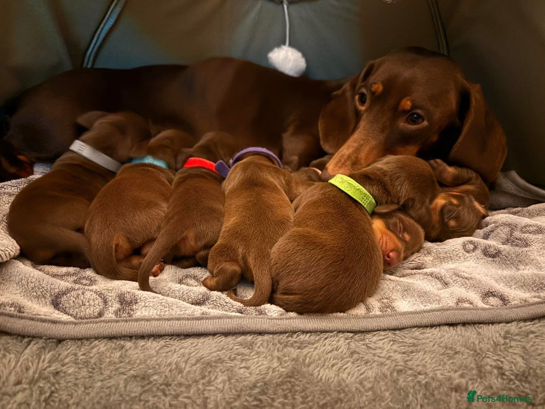 Miniature Dachshund dogs for sale: Miniature Dachshund Puppies- Family Raised - Advert 9