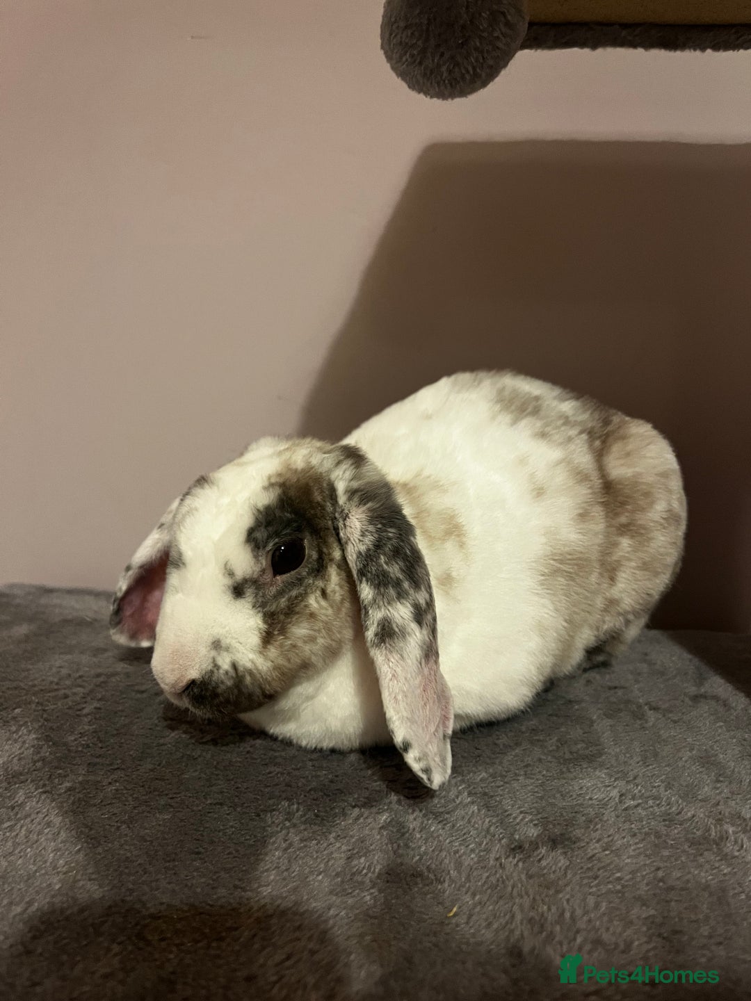 French Lop rabbits for sale: Gizmo and Della  - Image 7