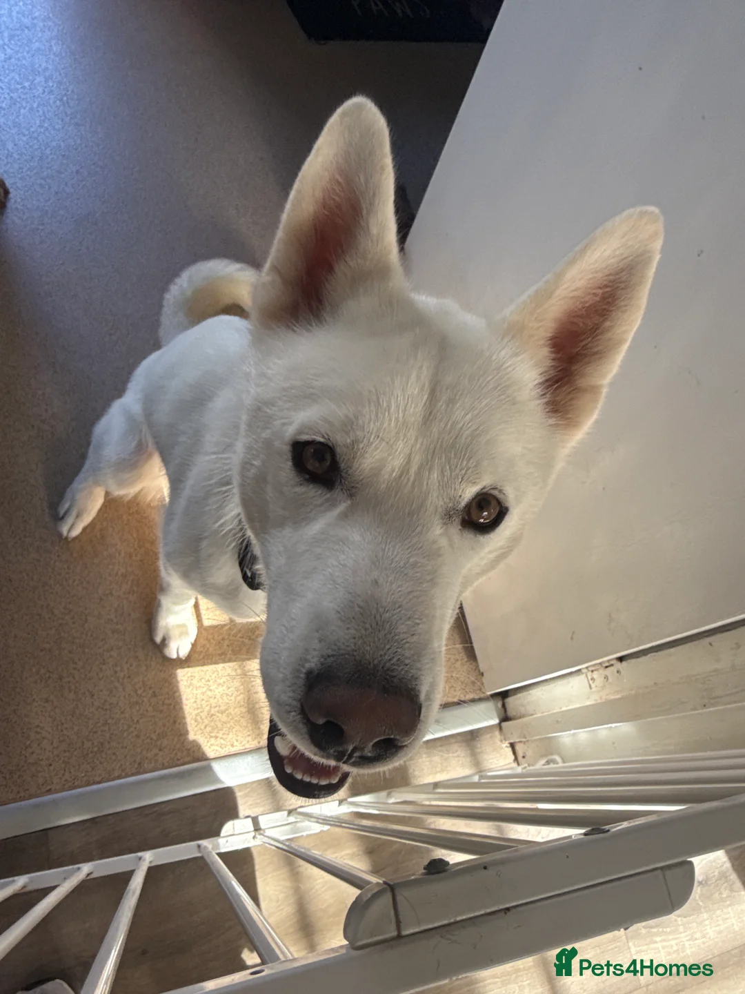 Siberian Husky dogs for sale: Siberian Husky in Atherstone - Advert 2