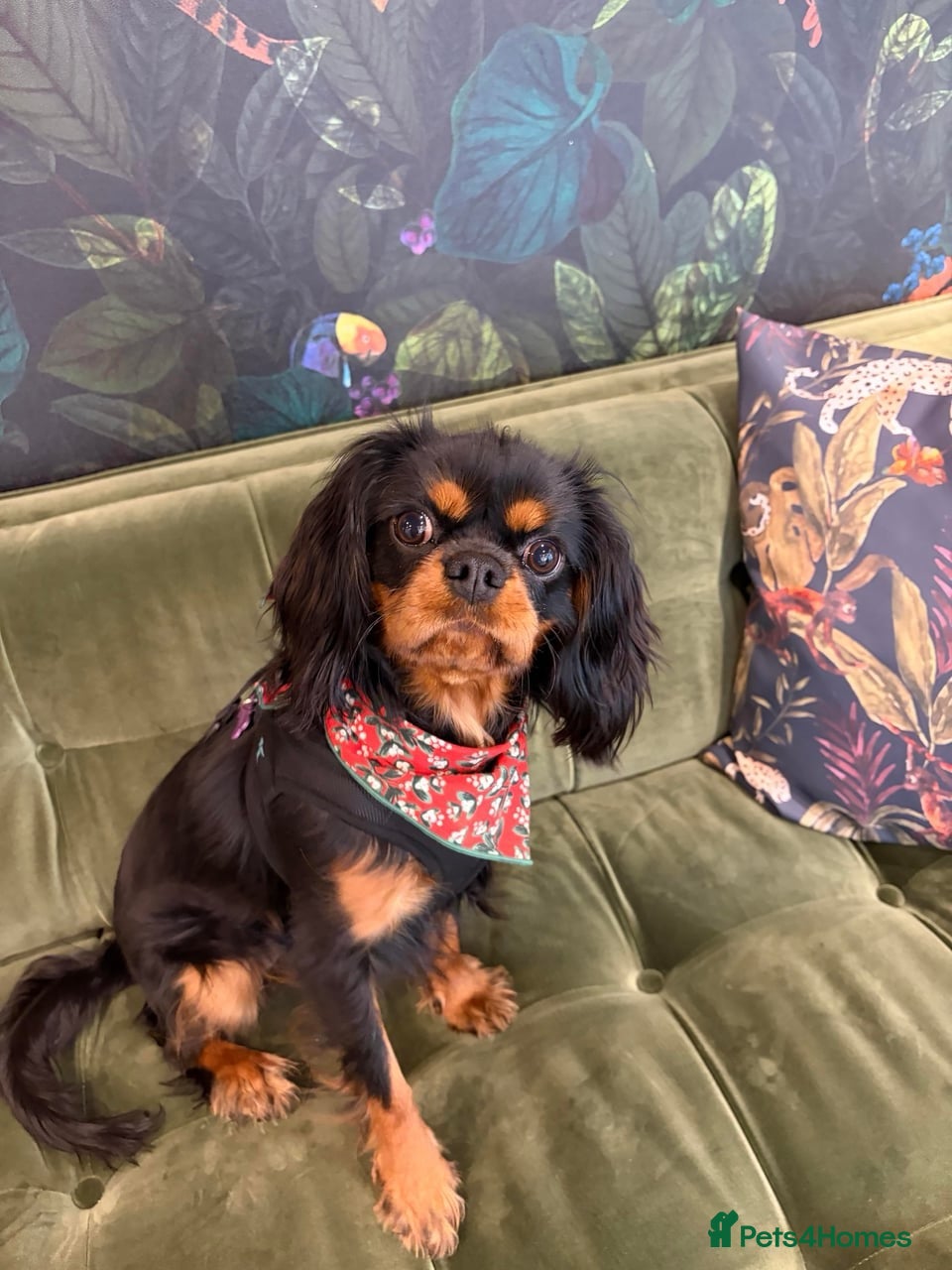 Cavalier King Charles Spaniel dogs Gentle black & tan boy - Advert 1