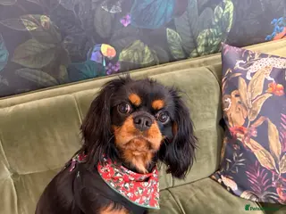 Cavalier King Charles Spaniel dogs Gentle black & tan boy - Advert 5