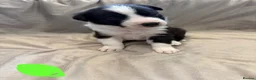 Border Collie dogs for sale: ISDS Border Collie Puppies 🐶 - Advert 15