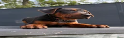 Chinese Red Dog dogs for sale: 2 CHINESE RED DOG GIRLS LEFT 🇨🇳 🐶 ( AVAILABLE ) - Advert 19