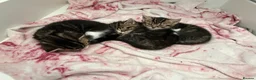 Mixed Breed cats for sale: 1/2 Persian kittens  - Advert 2