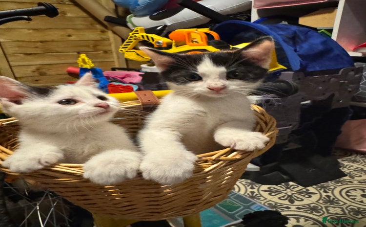 Mixed Breed cats - Advert 9