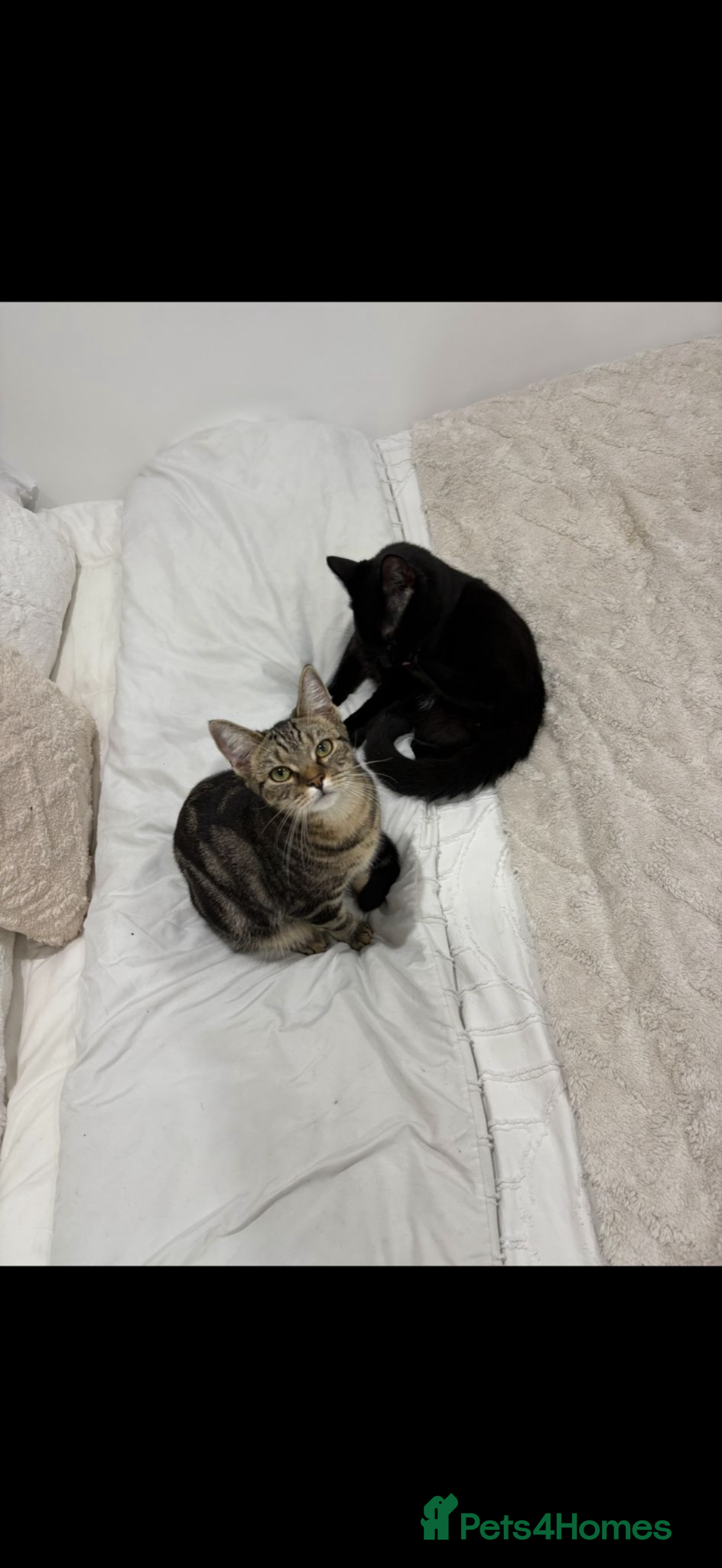 Mixed Breed cats Rehome of Female Tabby and Male Black Cat.  - Advert 2