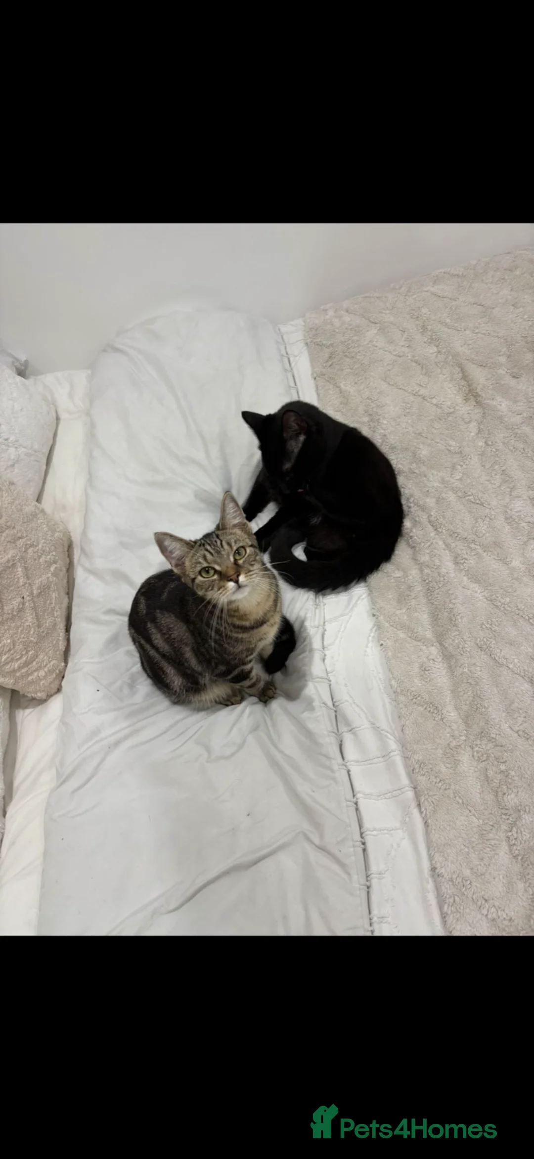 Mixed Breed cats for sale: Rehome of Female Tabby and Male Black Cat.  in Huddersfield - Advert 1
