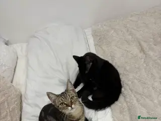 Mixed Breed cats Rehome of Female Tabby and Male Black Cat. - Advert 2