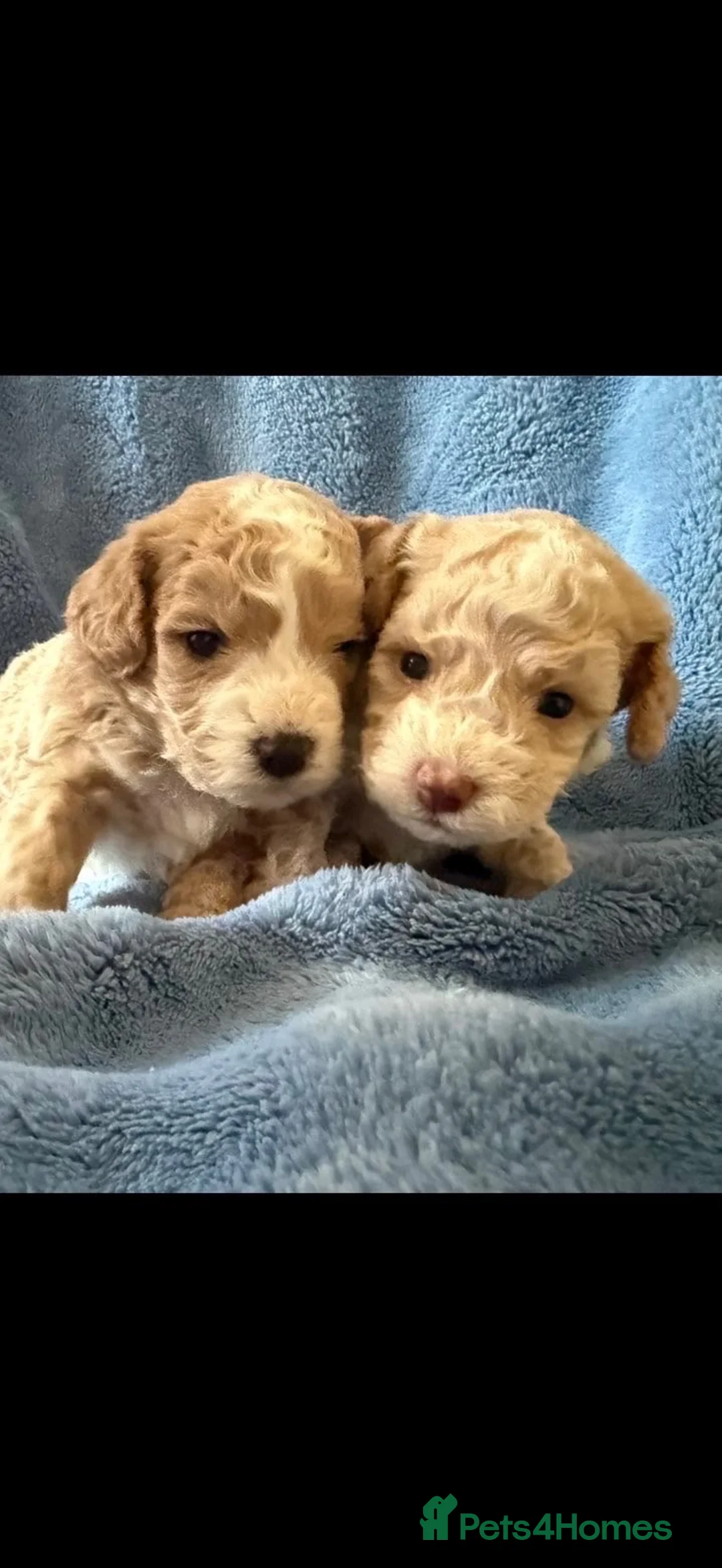 Cockapoo dogs for sale: Beautiful miniature cockapoo in Bridgwater - Advert 2