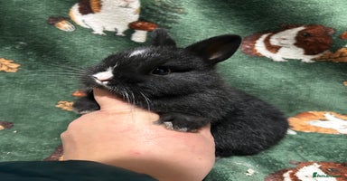 Netherland Dwarf rabbits - Advert 4