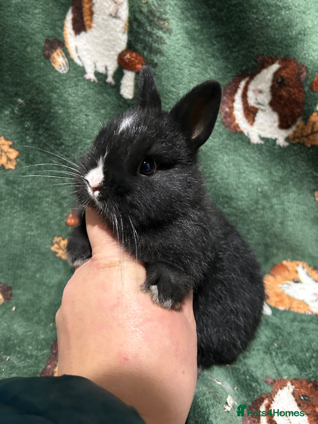 Netherland Dwarf rabbits for sale: Beautiful Baby Netherland dwarfs  - Image 3