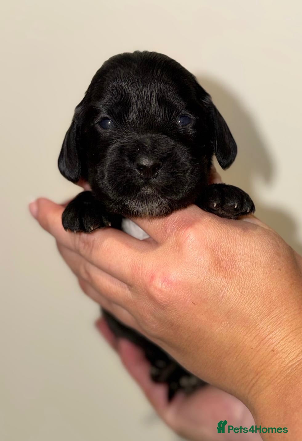 Cocker Spaniel dogs for sale: true show type puppies.  - Advert 14