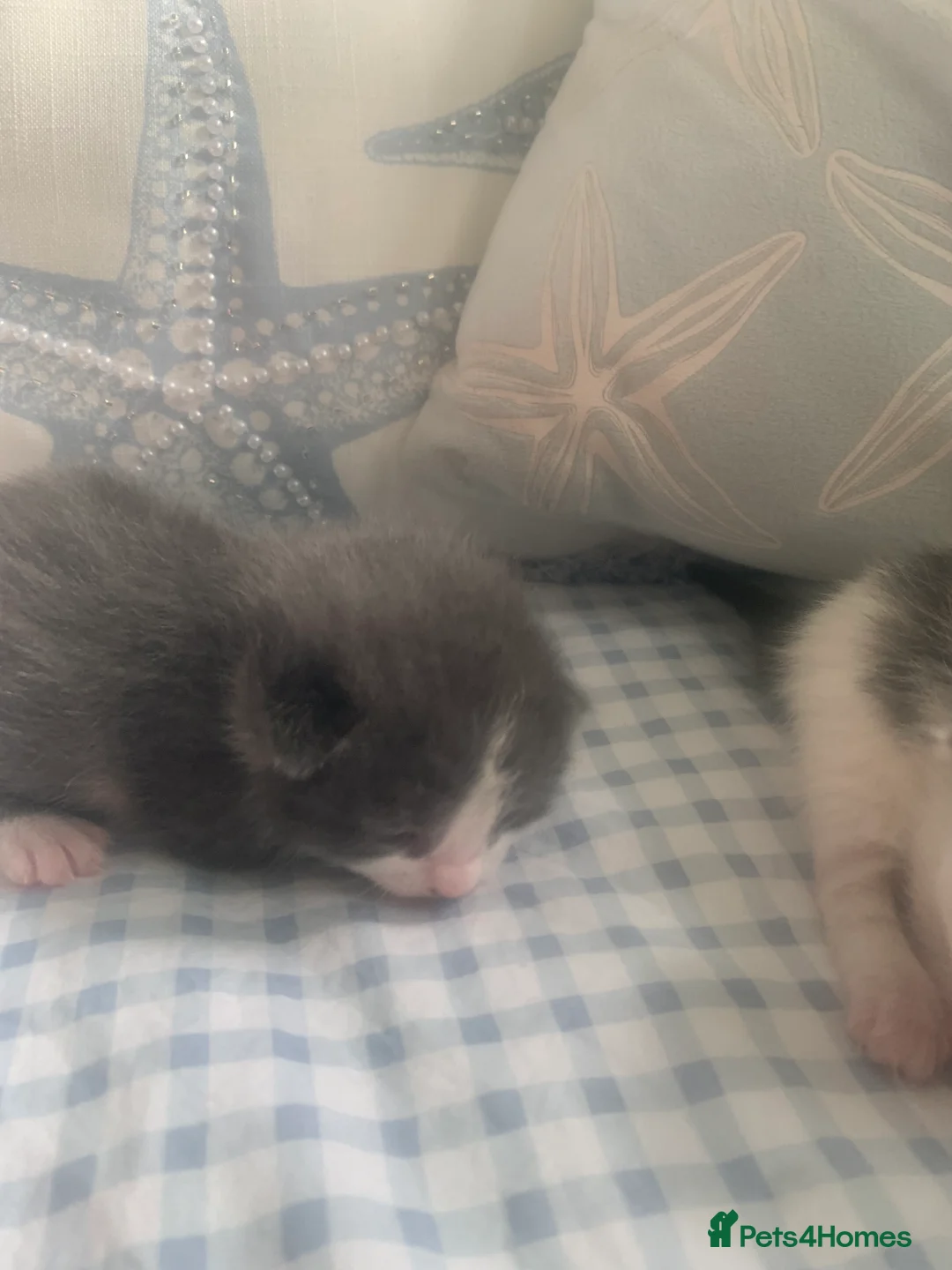 Mixed Breed cats for sale: 4 beautiful kittens for sale ready now - Advert 23