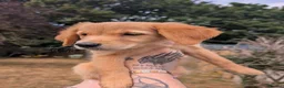 Golden Retriever dogs for sale: Beautiful KC registered Golden Retriever puppies  - Advert 8