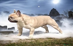 French Bulldog dogs for sale: QUALITY HOME BRED FRENCH BULLDOG PUPPIES - Image 16
