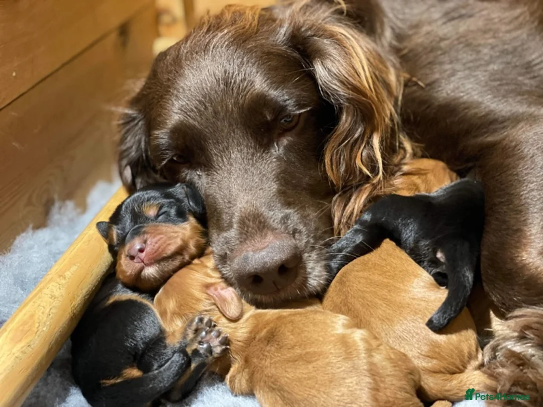 Cocker Spaniel dogs for stud: Ammerdown Galahad - Health Tested Stud in Frome - Advert 16