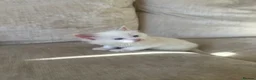 Ragdoll cats for sale: Beautiful Ragdoll Siamese Kittens in Aylesford - Advert 10