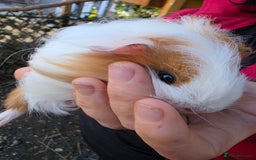 Guinea Pig rodents for sale: Long haired  - Advert 1