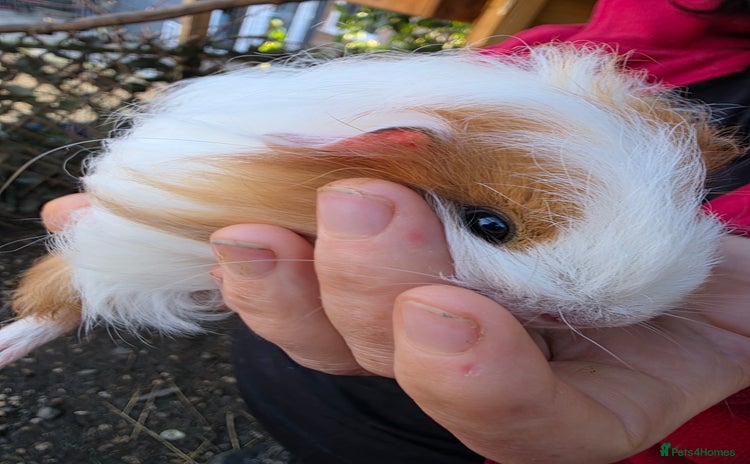Guinea Pig rodents Long haired  - Advert 1
