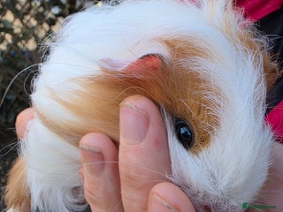 Guinea Pig rodents for sale: Long haired - Advert 1