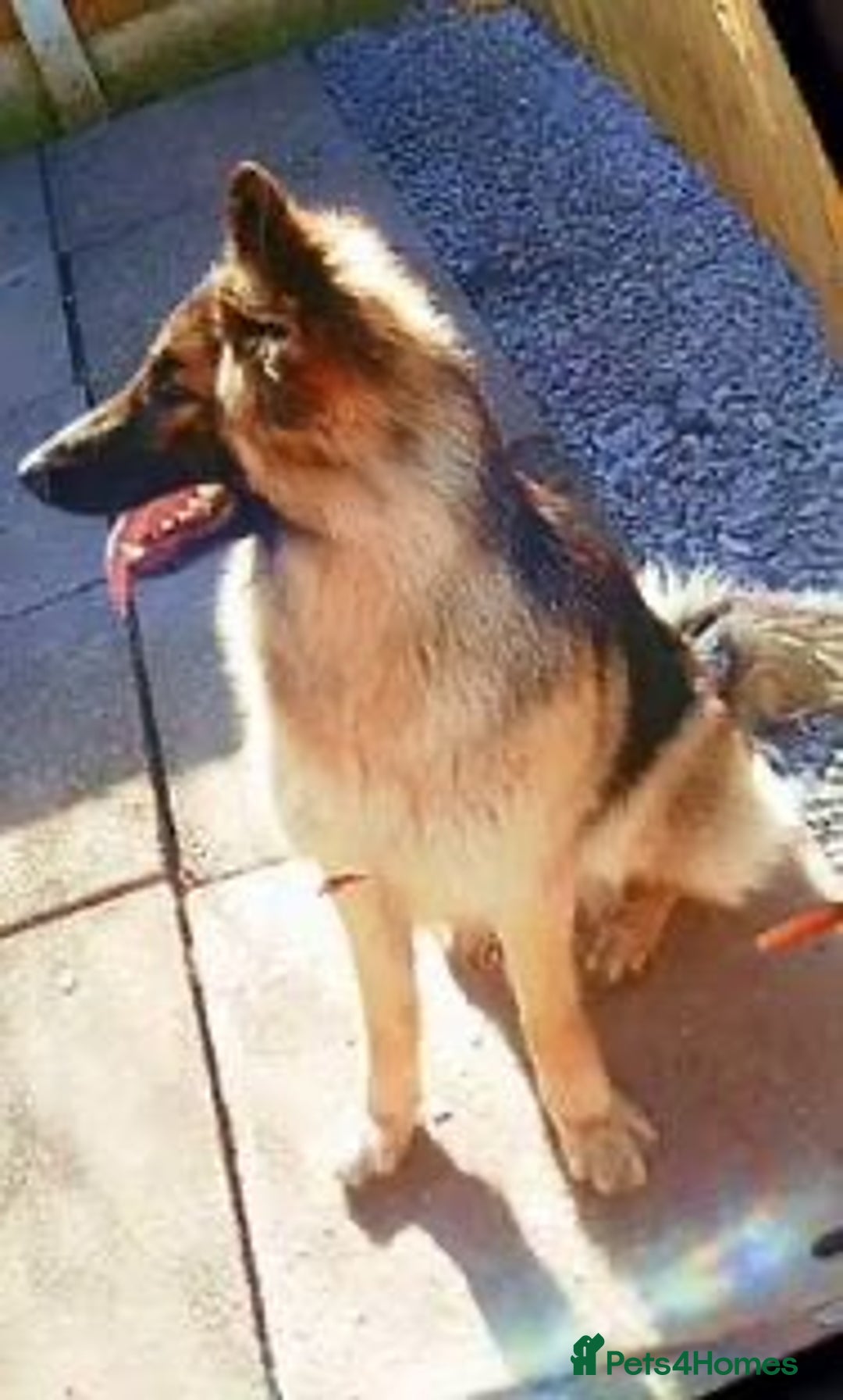 German Shepherd dogs for sale: German shepherd puppies - Image 3