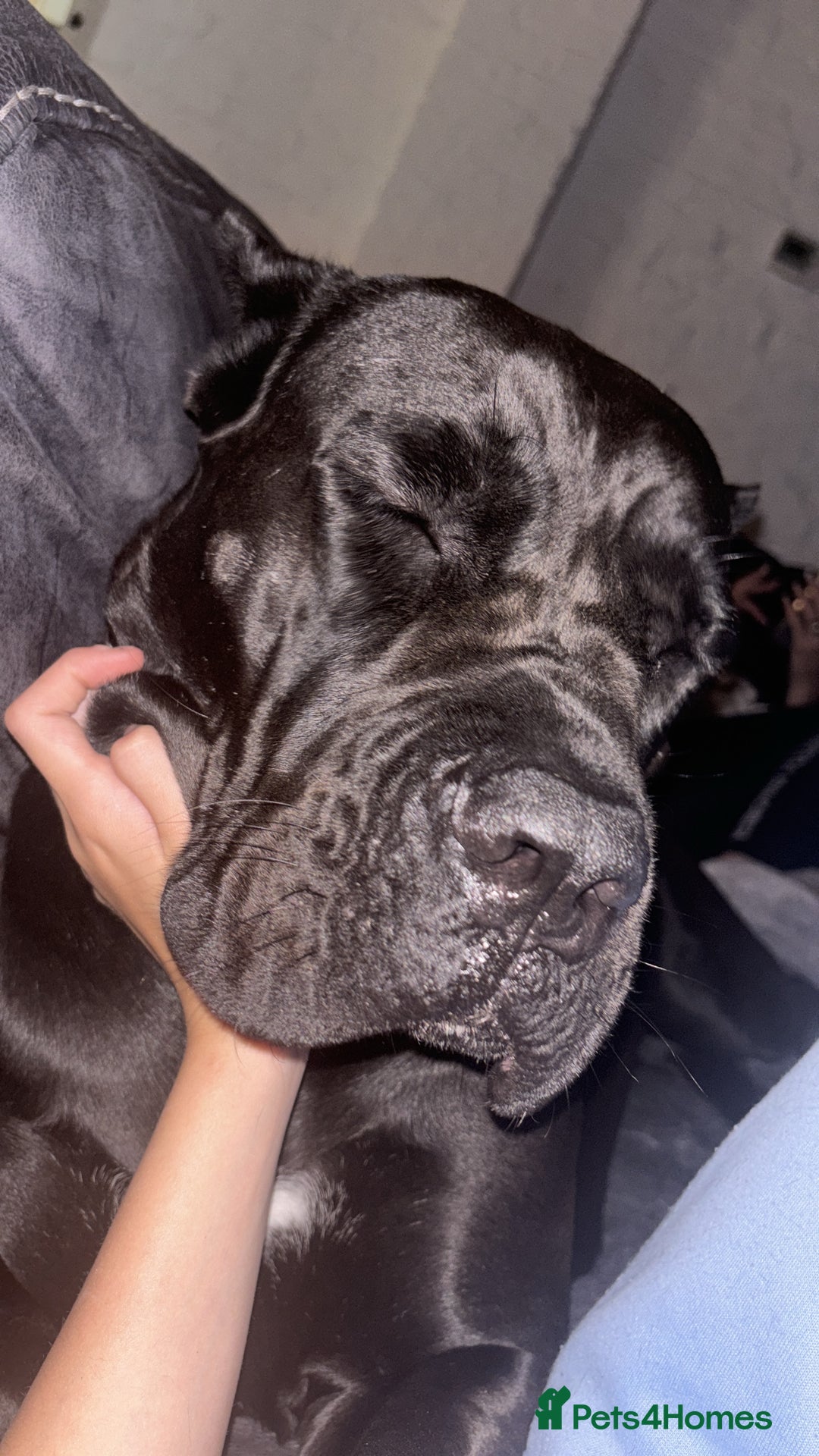 Cane Corso dogs for sale: Female cane corso  - Image 4