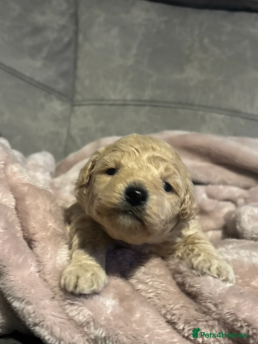 Poochon dogs for sale: Beautiful Poochon Puppies  - Advert 17