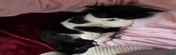 Bombay cats for sale: 2 tuxedo gorgeous brothers! ♥️ - Advert 8
