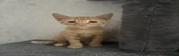 Mixed Breed cats for sale: miśek - Advert 3