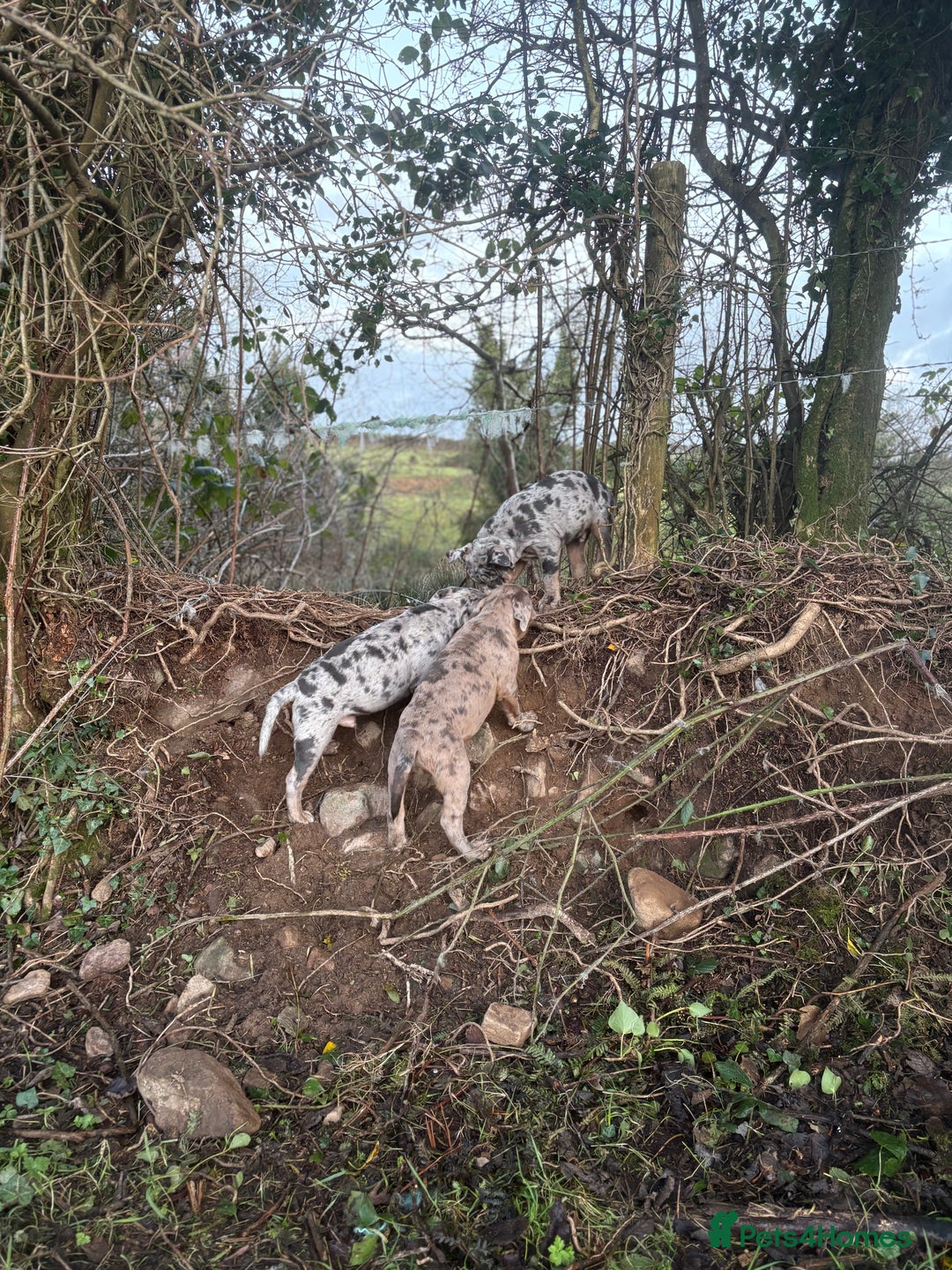 Olde English Bulldogge dogs for sale: 3 male puppy Olde English Bulldogges left - Advert 25
