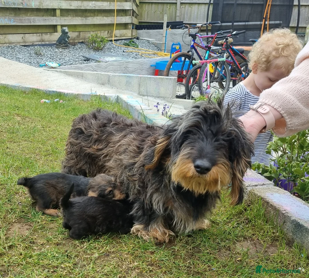 Doxiepoo dogs for sale: Doxiepoo males  - Advert 2