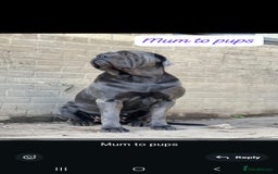 Mixed Breed dogs for sale: Beautiful Molesser Mastiff pups - Image 16