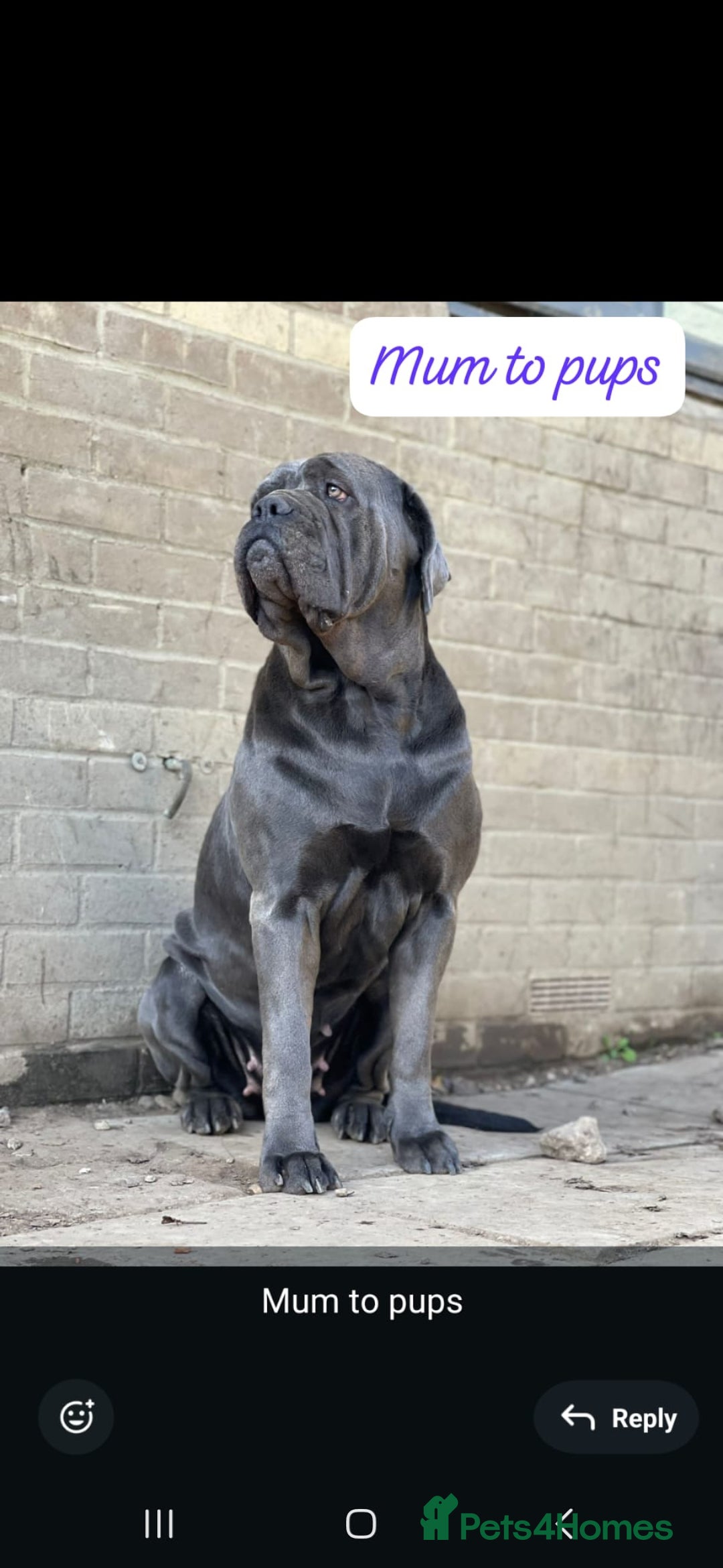 Mixed Breed dogs for sale: Beautiful Molesser Mastiff pups - Image 16