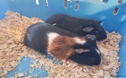 Guinea Pig rodents for sale: Pair of Male Guinea Pigs  - Image 2