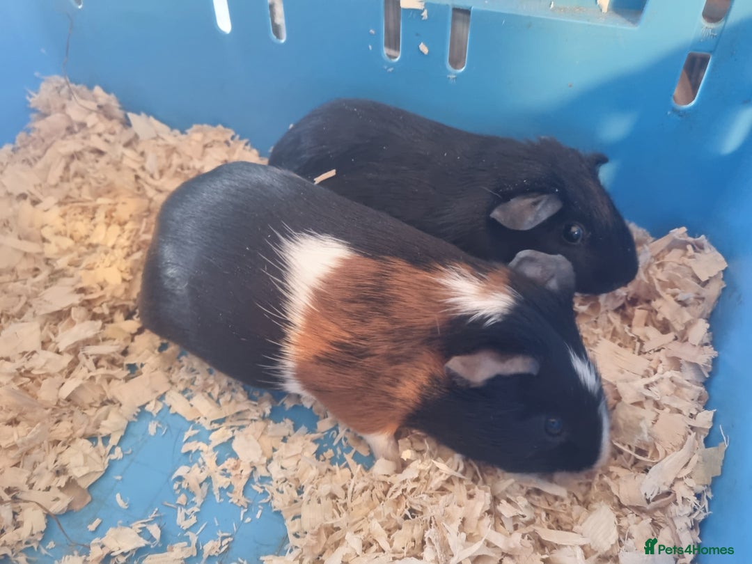 Guinea Pig rodents for sale: Pair of Male Guinea Pigs  - Image 2