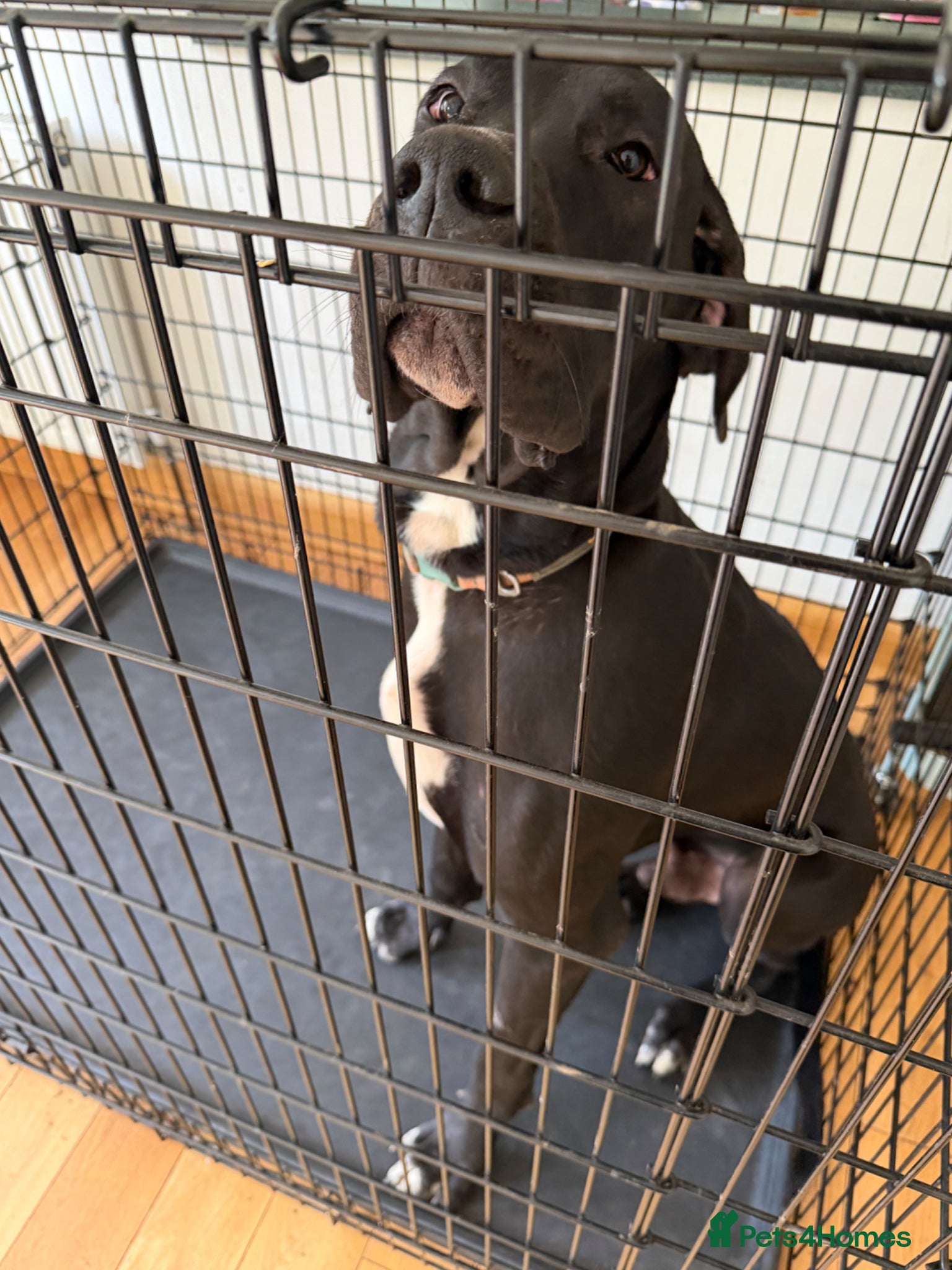 Great Dane dogs KC Beautiful male Great Dane - Advert 1